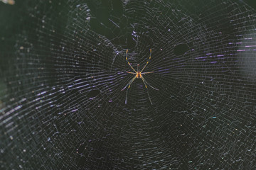 Spider on the spiderweb with blur green