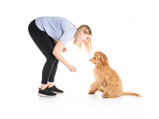 Wall Mural - trainer woman with his Golden Labradoodle dog isolated on white background