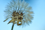 Fototapeta Dmuchawce - Blooming dandelion in nature against the blue sky. Old dandelion close up