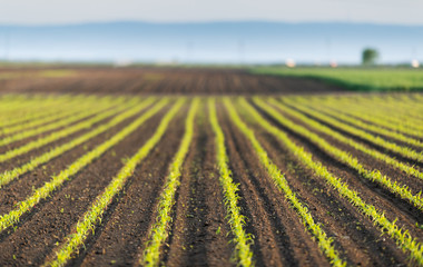 Young green corn on stalk in field