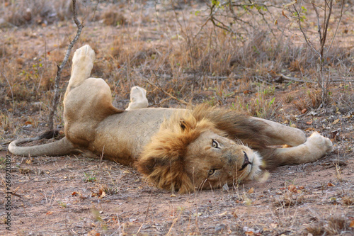 Un Lion Couche Dans La Savane En Afrique Du Sud Stock Photo Adobe Stock