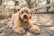 © Louis-Paul Photo - Golden Labradoodle dog outside in fall season