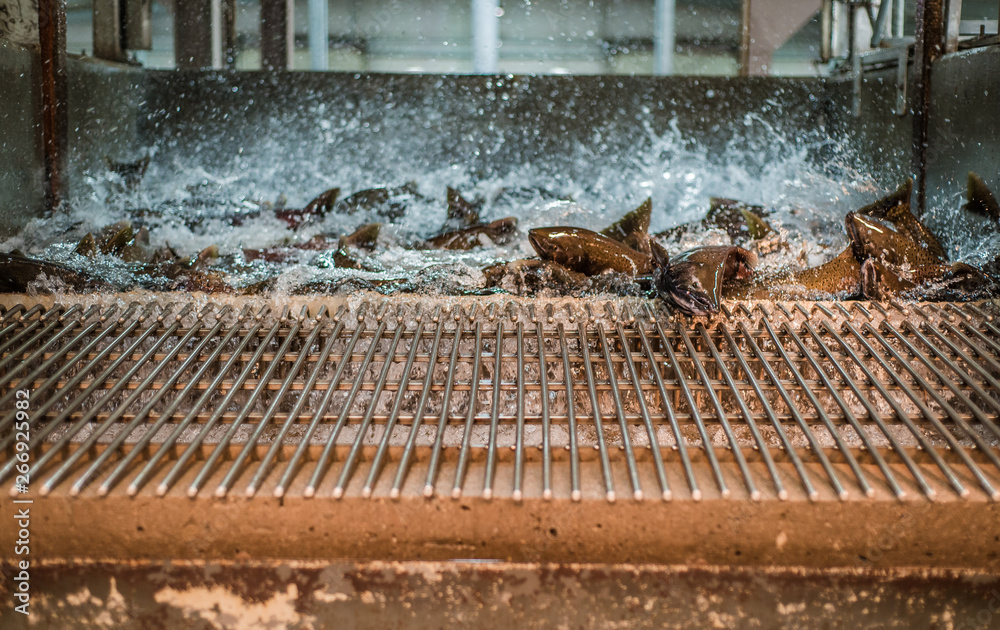 Isolated Fish Flopping Salmon flopping and splashing as they are being transferred out of a ...