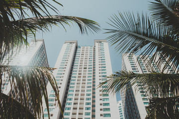 large tall white skyscrapers with the blue windows on a blue sky background look out from behind the green palm trees