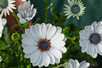 Wall Mural - African Daisy ( Osteospermum ) plants flowering in an English garden