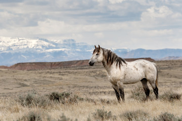 Wild Horses of McCullough Peaks