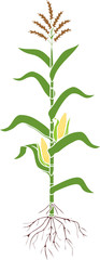 Poster - Corn (maize) plant with green leaves, root system, ripe fruits and flowers isolated on white background