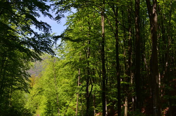 Spring beech forest with fresh light green foliage