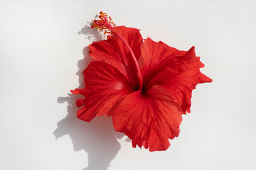 Red hibiscus flower