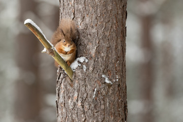 Wall Mural - red squirrel perched on branch up a tree with snow and a white background.