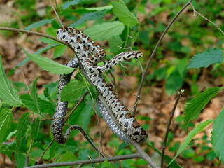 Sticker - European ratsnake or Leapard snake,  Zamenis situla