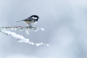 Wall Mural - coal tit perched on a snow covered branch with a white mottled background.