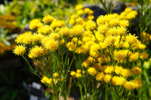 Galatella Linosyris Goldilocks Aster Little Yellow Flowers