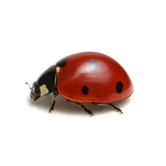 ladybug isolated on white