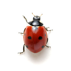 ladybug isolated on white