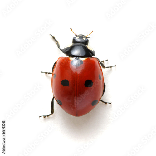 Photographie Ladybug isolated on white