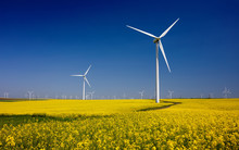 Wind Turbines On Fields With Windmills In The Romanian Region Dobrogea. Rapeseed Field In Bloom. Renewable Energy. Protect The Environment.