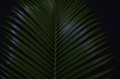 © Stock.Foto.Touch - Green leaves Palm texture background dark tone at phuket Thailand