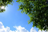 Fototapeta Las - Grüne Walnussblätter - blauer Himmel - Wolken und Sonnenschein