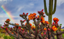 Springtime Cactus Blooming With Rainbow In The Background