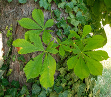 Close View Of Green Chestnut Tree Leaves In Summer