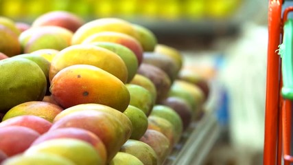 Wall Mural - Woman's hand choosing mango in supermarket.