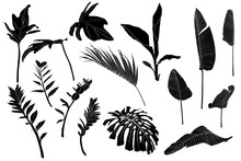 Set Black White Tropical Leaves. Monochrome Jungle Exotic Leaf Palm, Royal Fern, Banana Leaf. Illustration For Summer Tropical Paradise Advertising Design Vacation. 