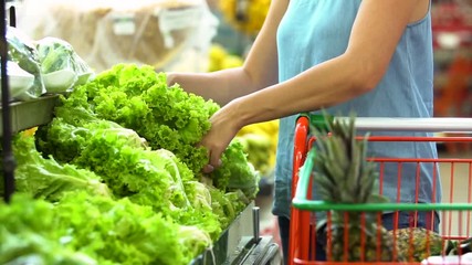 Wall Mural - Woman's hand choosing lettuce in supermarket.