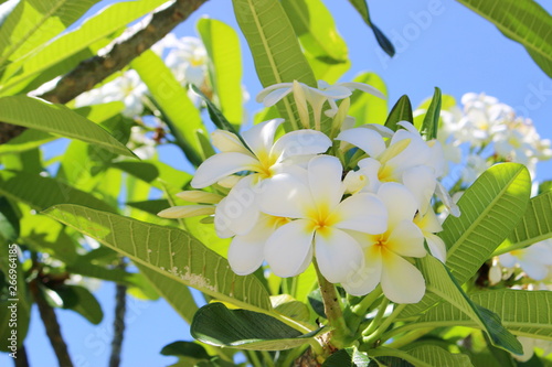 コンプリート ハワイ の 白い 花 Nickytitsworth