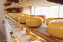 Process Of Producing In Dairy Industry - Fresh Produced Cheese In A Cheesery On The Shelf (for Selling)