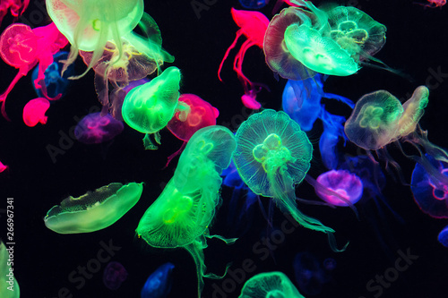 Colorful Jellyfish underwater. Jellyfish moving in water. Tableau sur Toile