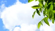 Grüne Walnussblätter - blauer Himmel - Wolken und Sonnenschein