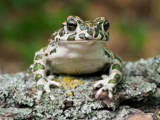 European green toad, Bufo viridis