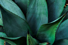 One Of The Types Of Agave