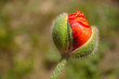  Czerwony pączek kwiatu maku roznący na polu ,  wyizolowany na tle. Zbliżenie 