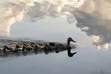 Family Of Ducks Swimming In The Clouds