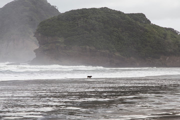 Wall Mural - Bethells beach or Te Henga in Waitakere, West Auckland on a winters day with blue sky and white clouds. Low tide and relatively calm sea. Small dog in centre running in surf with mist and sea spray.