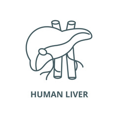 Wall Mural - Human liver vector line icon, outline concept, linear sign