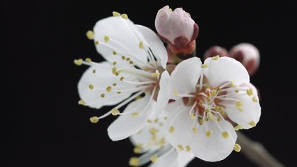 Sticker - Spring flowers opening. Beautiful Spring Apricot tree blossom open timelapse, extreme close up. Time lapse of Easter fresh pink blossoming apricot closeup. Blooming backdrop on black 4K UHD video