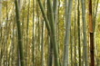 Japanese Bambu