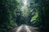 Fototapeta  - road in the forest