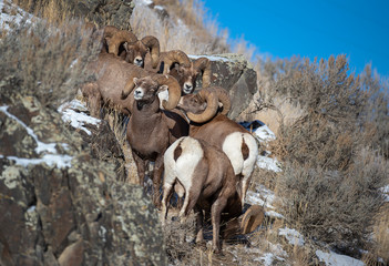 Canvas Print - Big Horn Sheep Rut time