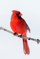 Poster - Cardinal finch