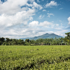 Wall Mural - green tea farm