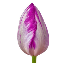 Wall Mural - eggplant white tulip flower isolated on a white background with clipping path. Close-up. Flower bud on a green stem.