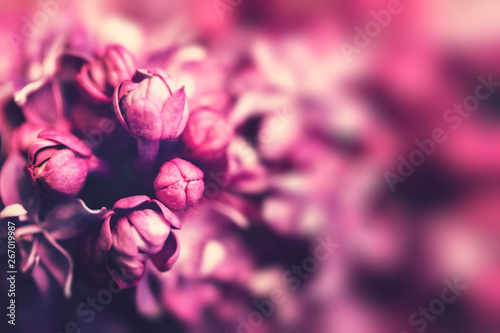 Lilac flowers background, spring blossom