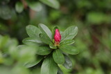Fototapeta Storczyk - Close up Red Rose Bud 