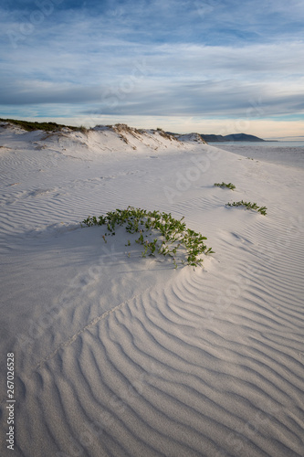 Obrazy morze Bałtyckie  wsady-w-piasku