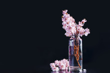 Cherry Blossom Header Minimalist Still Life. Pink Flowers, Spring Bloom Concept On A Black Background With Copy Space.