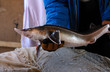 At a fishery: worker holding adult sturgeon growing in a hatchling pond